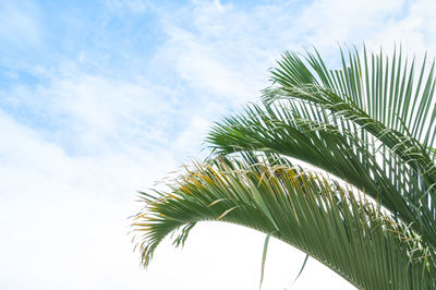 Low angle view of palm tree against sky