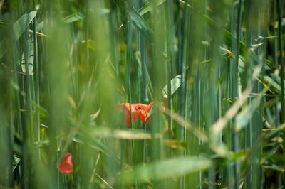 Close-up of insect on grass