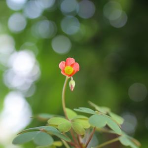 Close-up of flowering plant