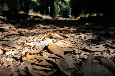 Close-up of dried leaves on field