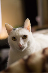 Close-up portrait of cat at home