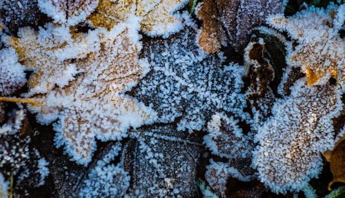 Close-up of frozen plant