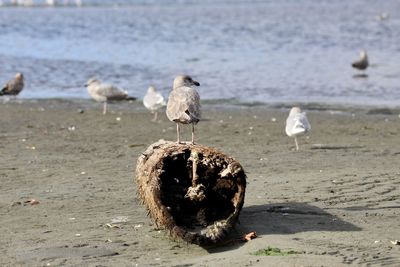 Seagulls on beach