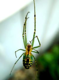 Close-up of spider on web