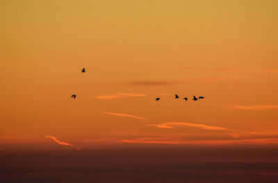 Silhouette birds flying in sky during sunset