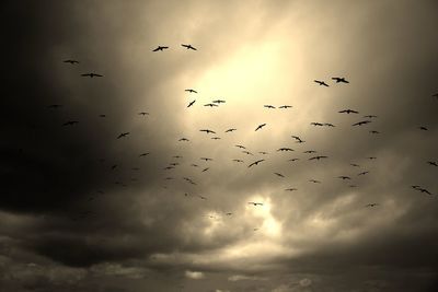 Low angle view of bird flying in sky