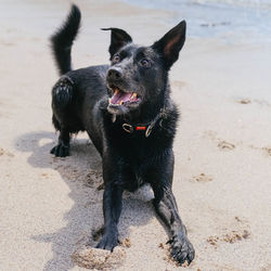 Portrait of black dog on beach