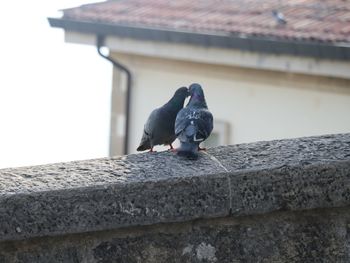 Low angle view of pigeon perching on retaining wall against building