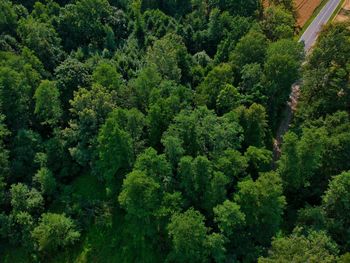 High angle view of trees in forest