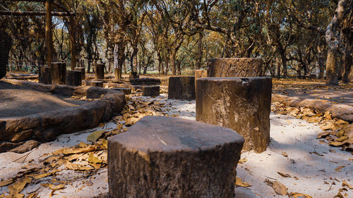 Trees growing in forest