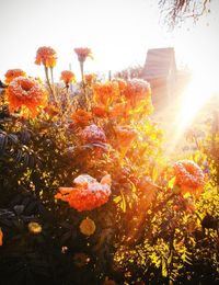 Flowers growing against sky on sunny day