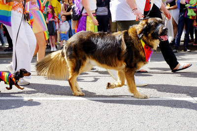 Rear view of dogs on street