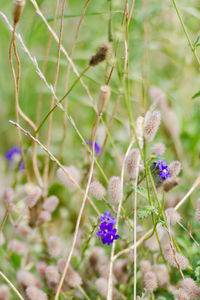 Close-up of purple flowers