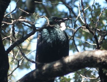 Low angle view of bird perching on branch