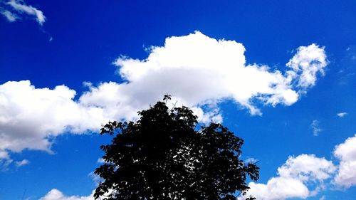 Low angle view of tree against blue sky