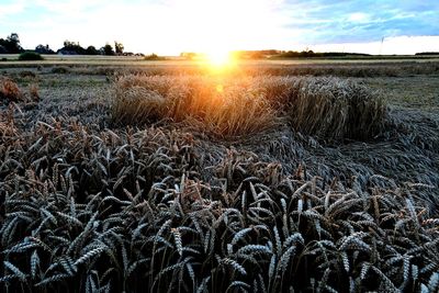 Scenic view of field against sky during sunset