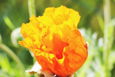 Close-up of orange rose flower