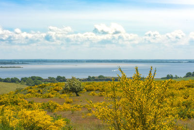 Scenic view of yellow and sea against sky