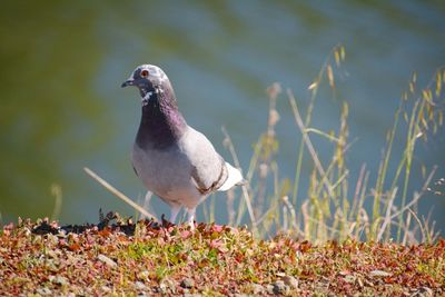 Close-up of seagull perching on land