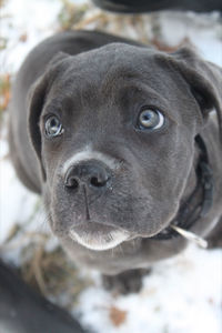 Close-up portrait of a dog