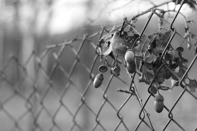 Close-up of chainlink fence against blurred background