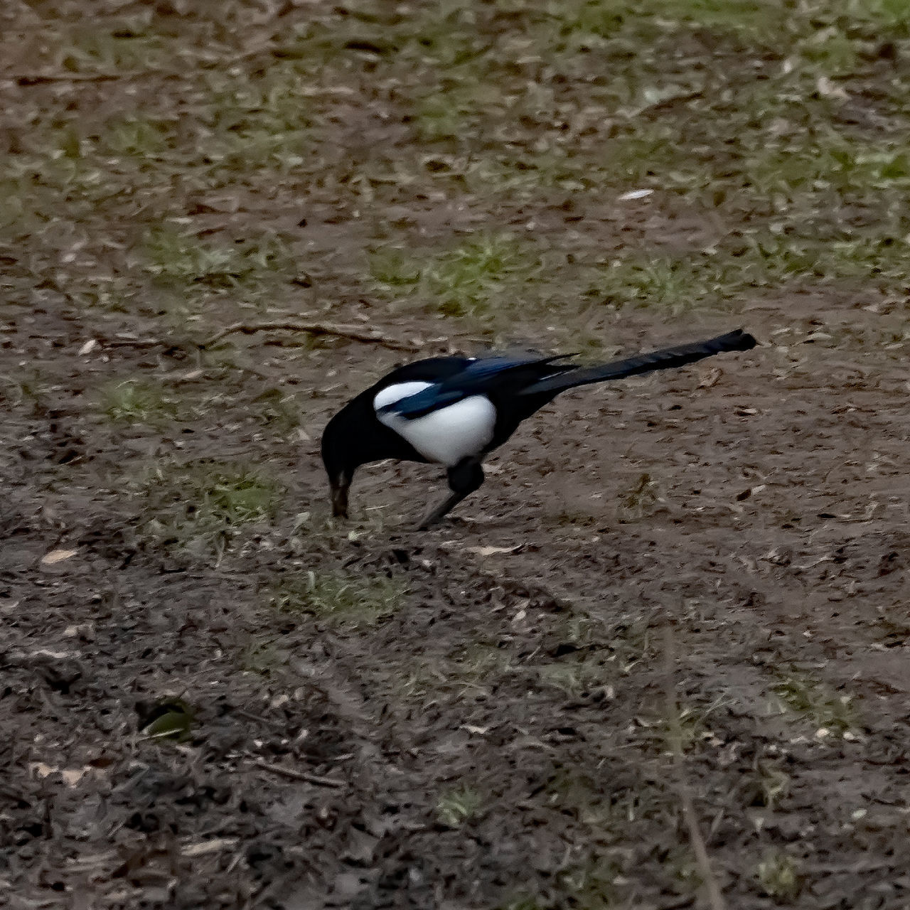 HIGH ANGLE VIEW OF BIRD FLYING IN THE GROUND