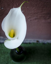 Close-up of white rose flower