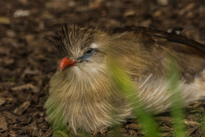 Close-up of a bird