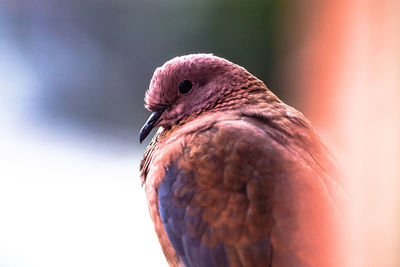 Close-up of bird