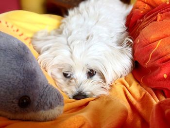 Close-up portrait of a dog