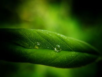 Close-up of water drops on leaf