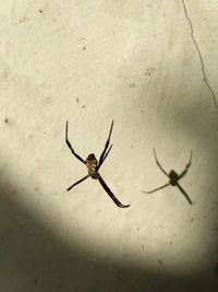 Close-up of spider on wall