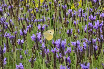 Butterfly perching on flower