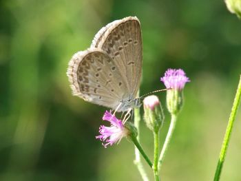 Close-up of butterfly pollinating on purple flower
