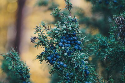 Close-up of juniper berries growing on tree