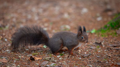 Close-up of squirrel