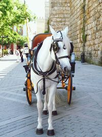 Horse cart on street in city