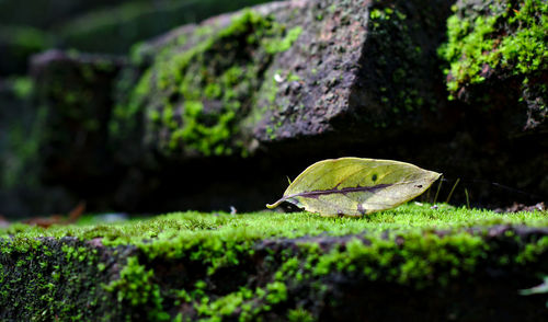 Surface level of green leaf on moss