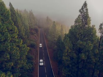 Train passing through forest