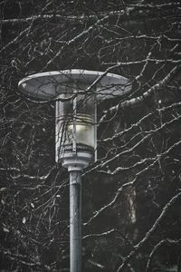 Low angle view of electric lamp on bare tree