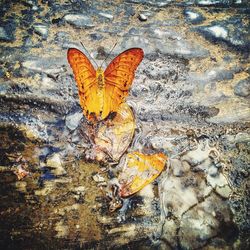 High angle view of butterfly on leaf