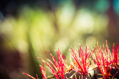 Close-up of plants against blurred background