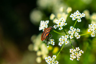 Close-up of butterfly pollinating on flower