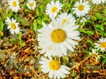 Close-up of white daisy flowers