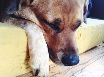 Close-up portrait of dog sleeping