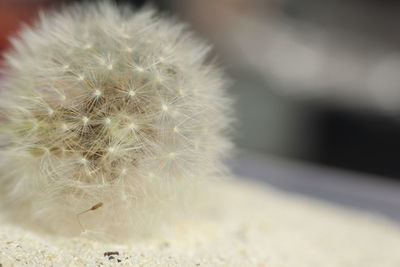 Close-up of dandelion