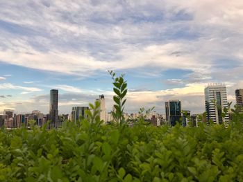 Trees and cityscape against sky during sunset