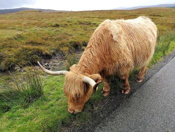 Highland cow grazing at the side of the road