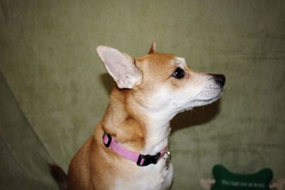 Close-up portrait of a dog