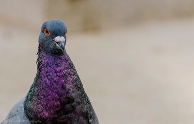 Close-up of bird